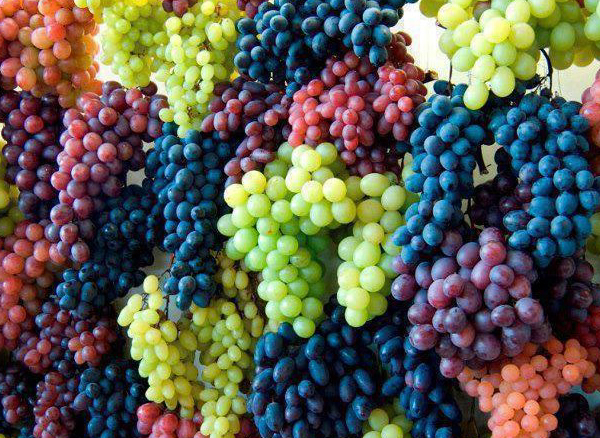 Pieds de Vignes 3 Couleurs : Rouge, Noir et Blanc