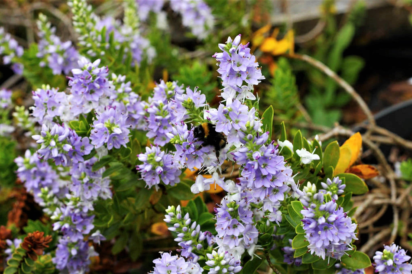 Lot de 6 Arbustes de Bruyère Colorés en Pot