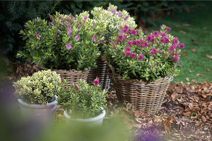 Lot de 6 Arbustes de Bruyère Colorés en Pot