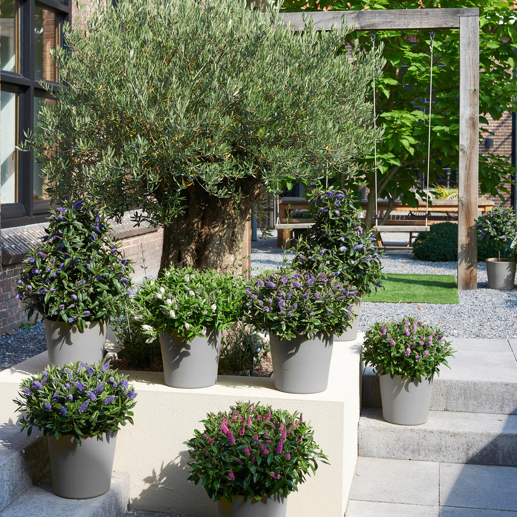 Lot de 6 Arbustes de Bruyère Colorés en Pot