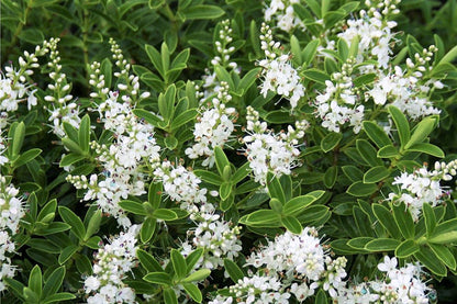 Lot de 6 Arbustes de Bruyère Colorés en Pot