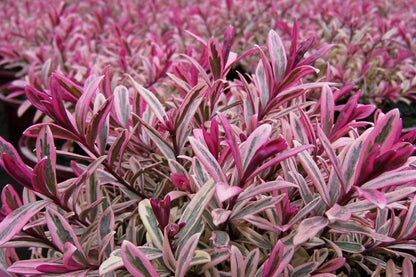 Lot de 6 Arbustes de Bruyère Colorés en Pot
