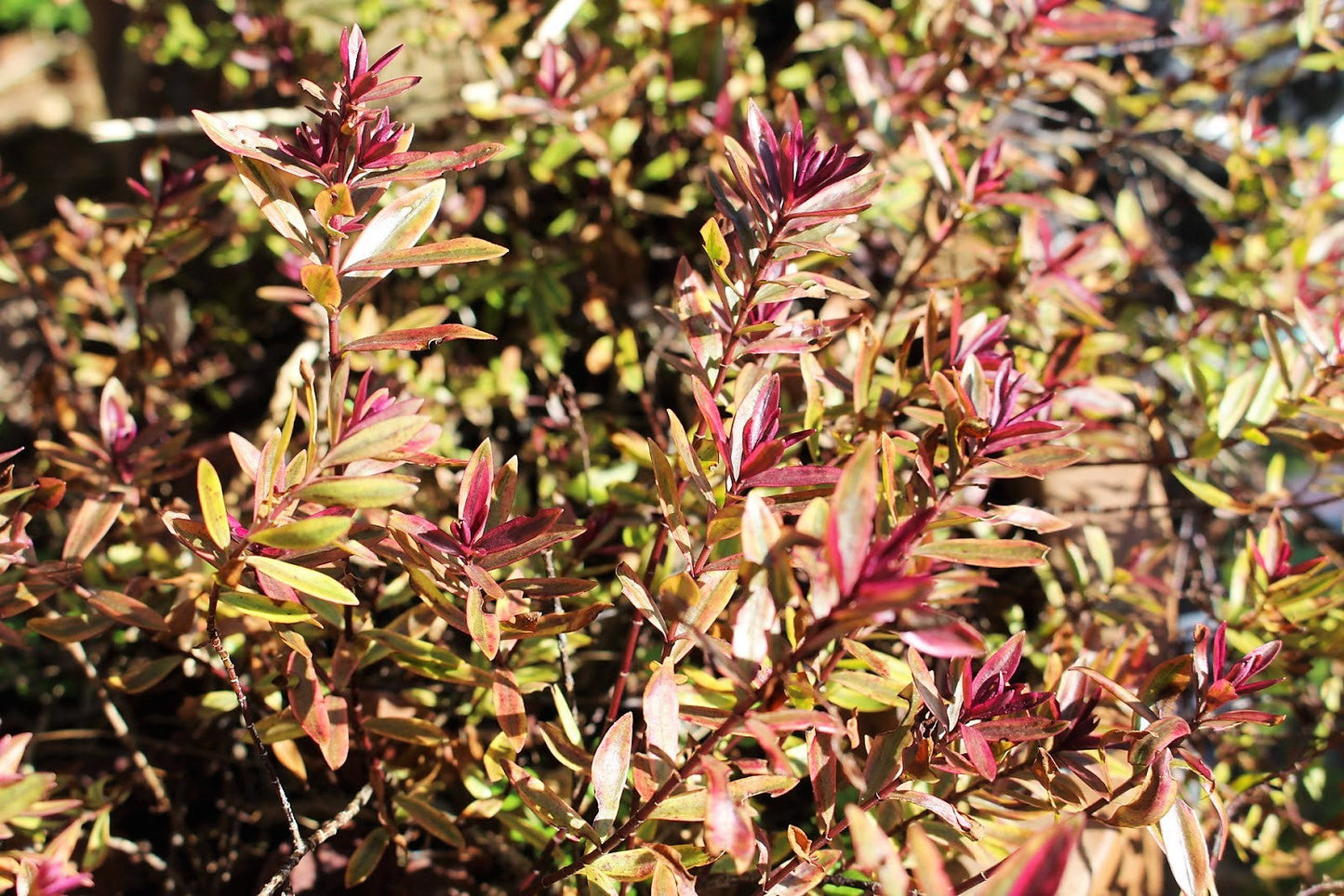 Lot de 6 Arbustes de Bruyère Colorés en Pot
