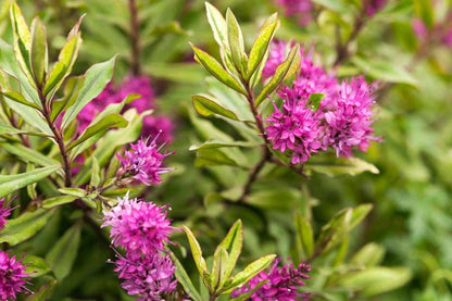 Lot de 6 Arbustes de Bruyère Colorés en Pot