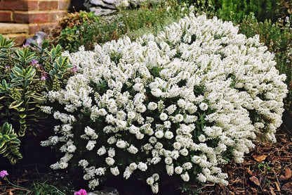 Lot de 6 Arbustes de Bruyère Colorés en Pot