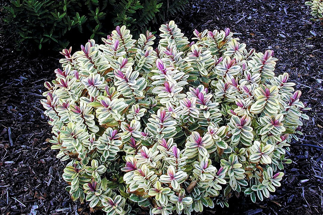 Lot de 6 Arbustes de Bruyère Colorés en Pot