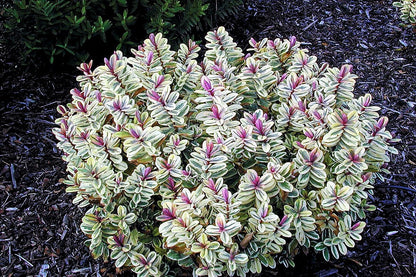 Lot de 6 Arbustes de Bruyère Colorés en Pot