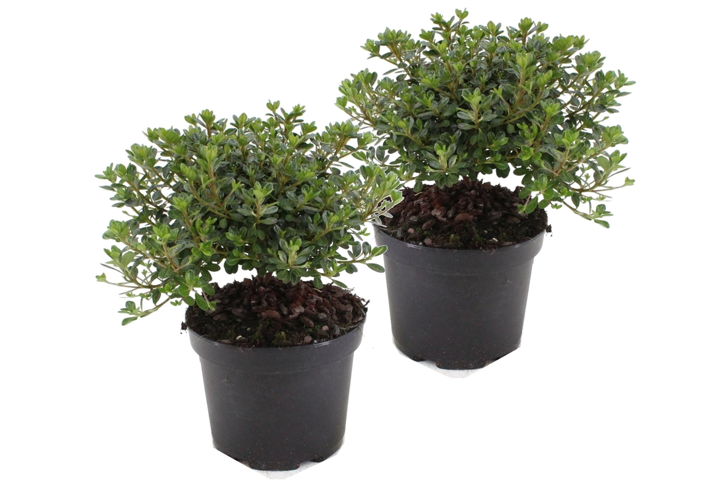 Lot de 2 Rhododendrons japonais "Anouk" - Élégance Colorée pour Votre Jardin