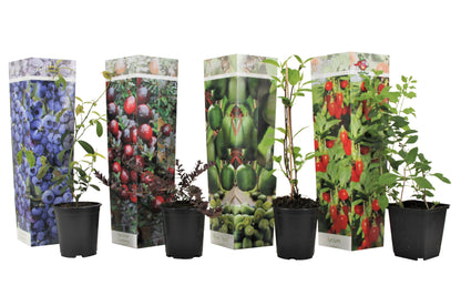 Lot de 4 Arbres à Smoothies - Cultivez vos Super Fruits à Domicile