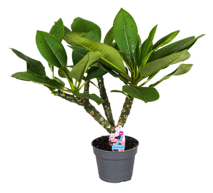 Plumeria Hawaiien - Beauté Tropicale avec Pot Inclus