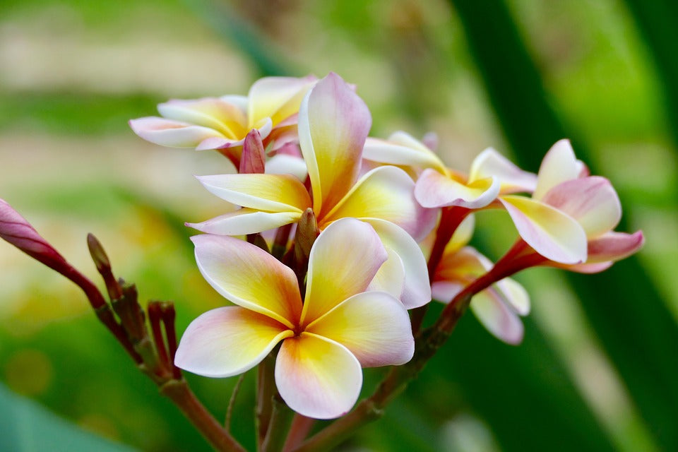 Plumeria Hawaiien - Beauté Tropicale avec Pot Inclus