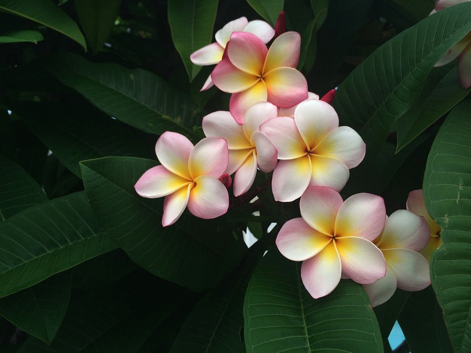 Plumeria Hawaiien - Beauté Tropicale avec Pot Inclus
