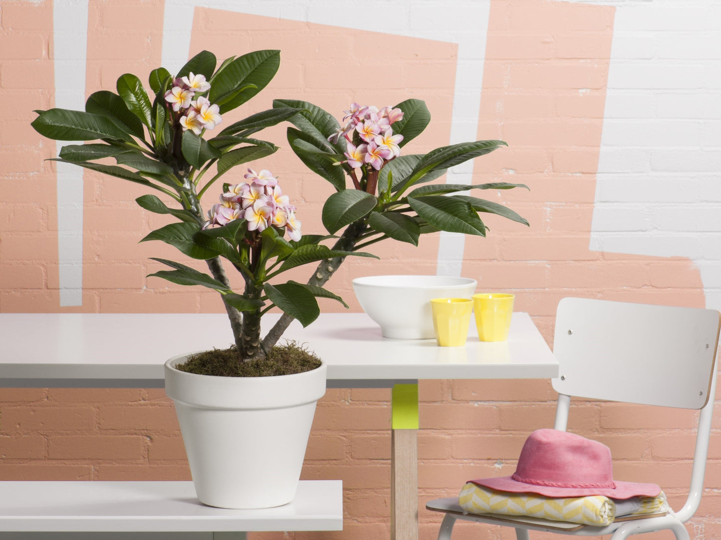 Plumeria Hawaiien - Beauté Tropicale avec Pot Inclus