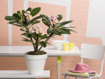 Plumeria Hawaiien - Beauté Tropicale avec Pot Inclus