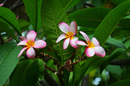 Plumeria Hawaiien - Beauté Tropicale avec Pot Inclus