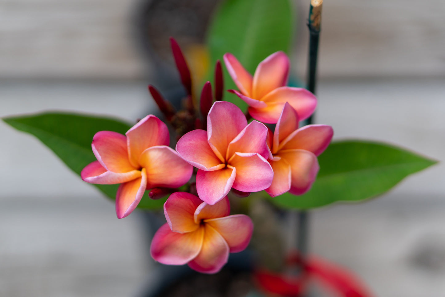 Plumeria Hawaiien - Beauté Tropicale avec Pot Inclus
