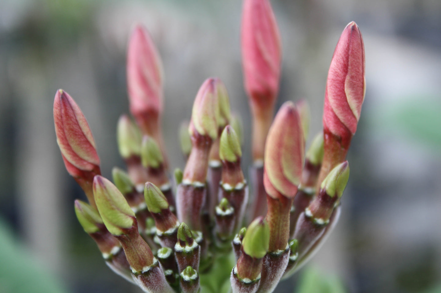 Plumeria Hawaiien - Beauté Tropicale avec Pot Inclus