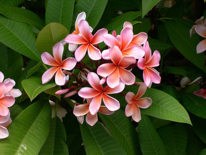 Plumeria Hawaiien - Beauté Tropicale avec Pot Inclus