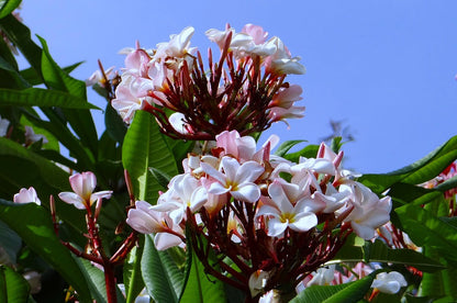Plumeria Hawaiien - Beauté Tropicale avec Pot Inclus