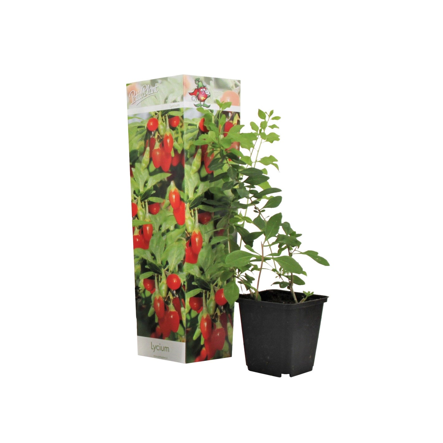 Lot de 4 Arbres à Smoothies - Cultivez vos Super Fruits à Domicile