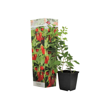 Lot de 4 Arbres à Smoothies - Cultivez vos Super Fruits à Domicile