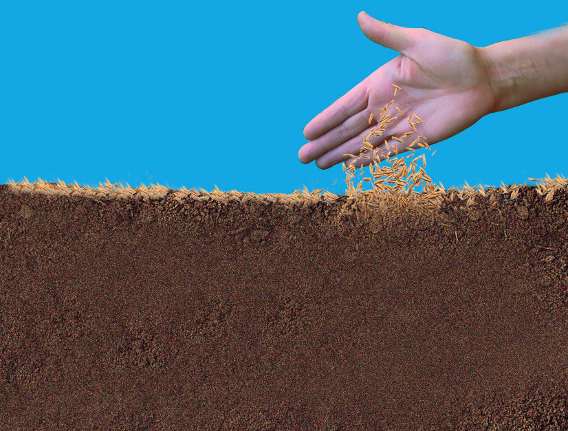 Gazon Express Professionnel - Transformez votre jardin en 10 jours !