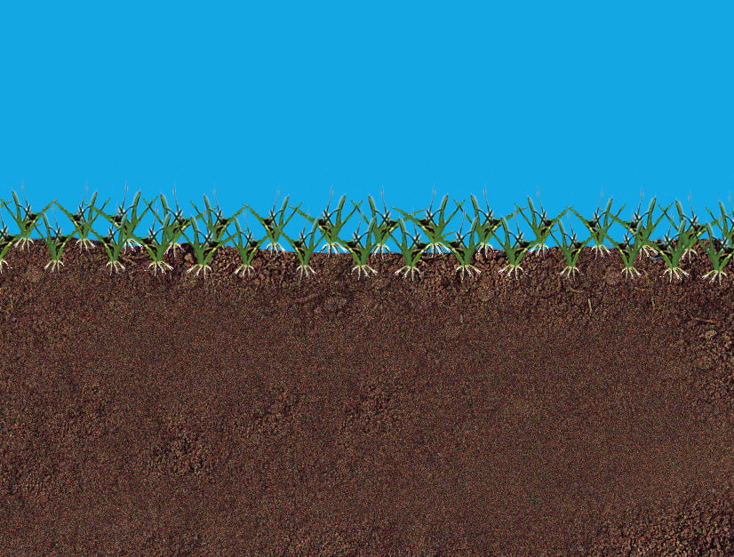 Gazon Express Professionnel - Transformez votre jardin en 10 jours !