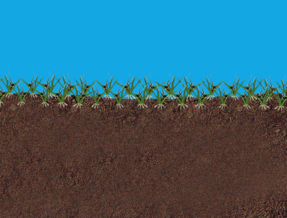 Gazon Express Professionnel - Transformez votre jardin en 10 jours !