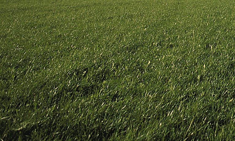 Gazon Express Professionnel - Transformez votre jardin en 10 jours !