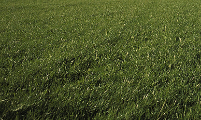 Gazon Express Professionnel - Transformez votre jardin en 10 jours !