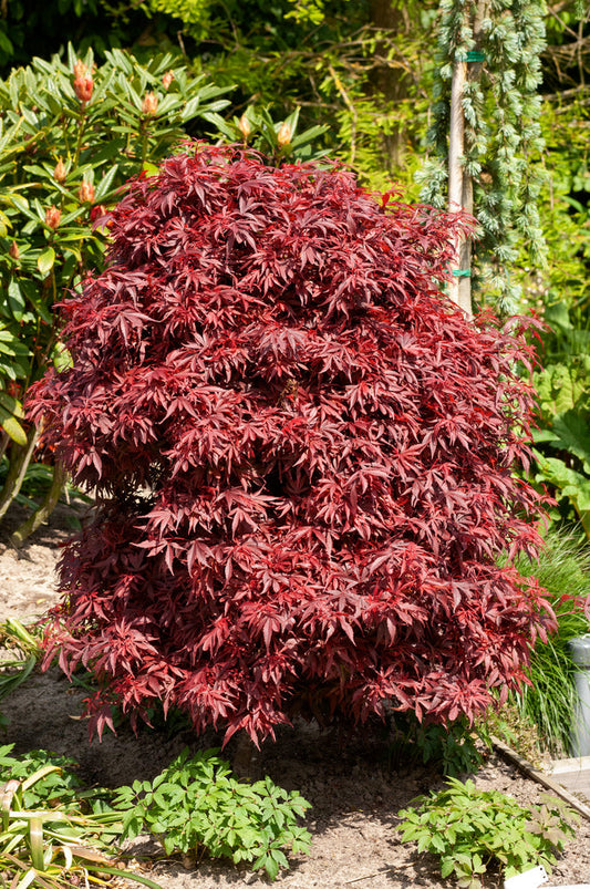 Grand érable japonais Shaina sur tige - Élégance colorée pour votre jardin