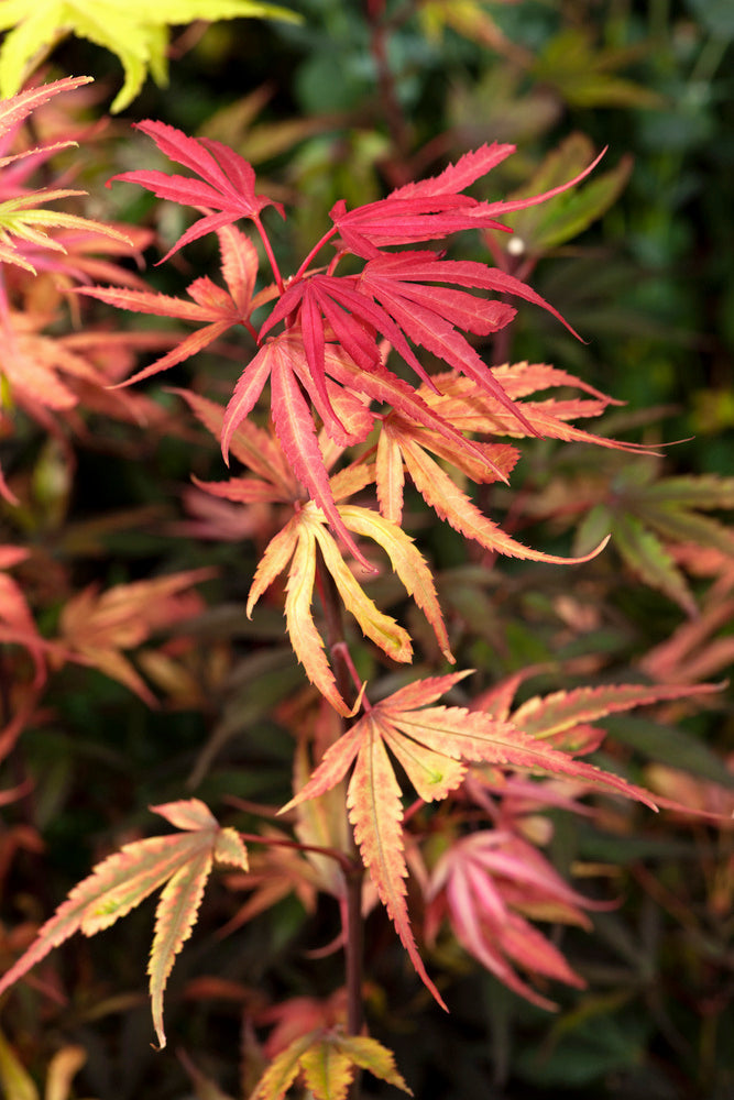 Grand érable japonais Shaina sur tige - Élégance colorée pour votre jardin