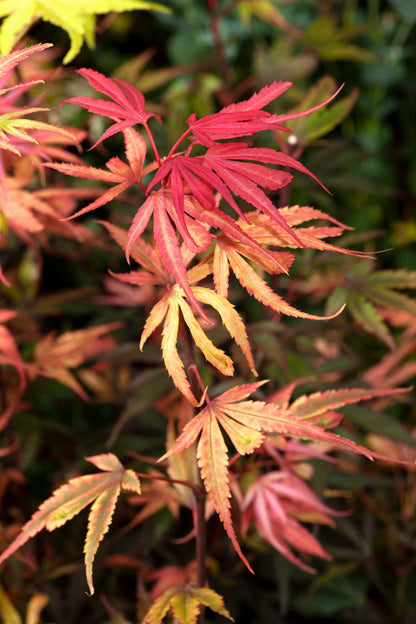 Grand érable japonais Shaina sur tige - Élégance colorée pour votre jardin