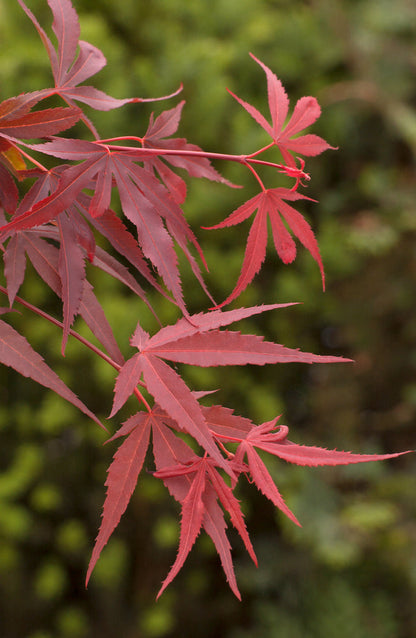 Grand érable japonais Shaina sur tige - Élégance colorée pour votre jardin