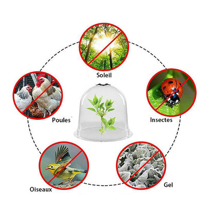 Cloches de Protection pour Plantes - Pack de 6