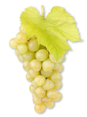 Pieds de Vignes 3 Couleurs : Rouge, Noir et Blanc