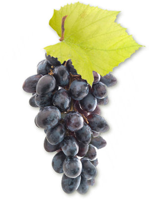 Pieds de Vignes 3 Couleurs : Rouge, Noir et Blanc