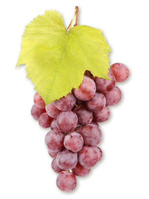 Pieds de Vignes 3 Couleurs : Rouge, Noir et Blanc