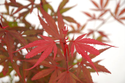 Grand érable japonais Shaina sur tige - Élégance colorée pour votre jardin