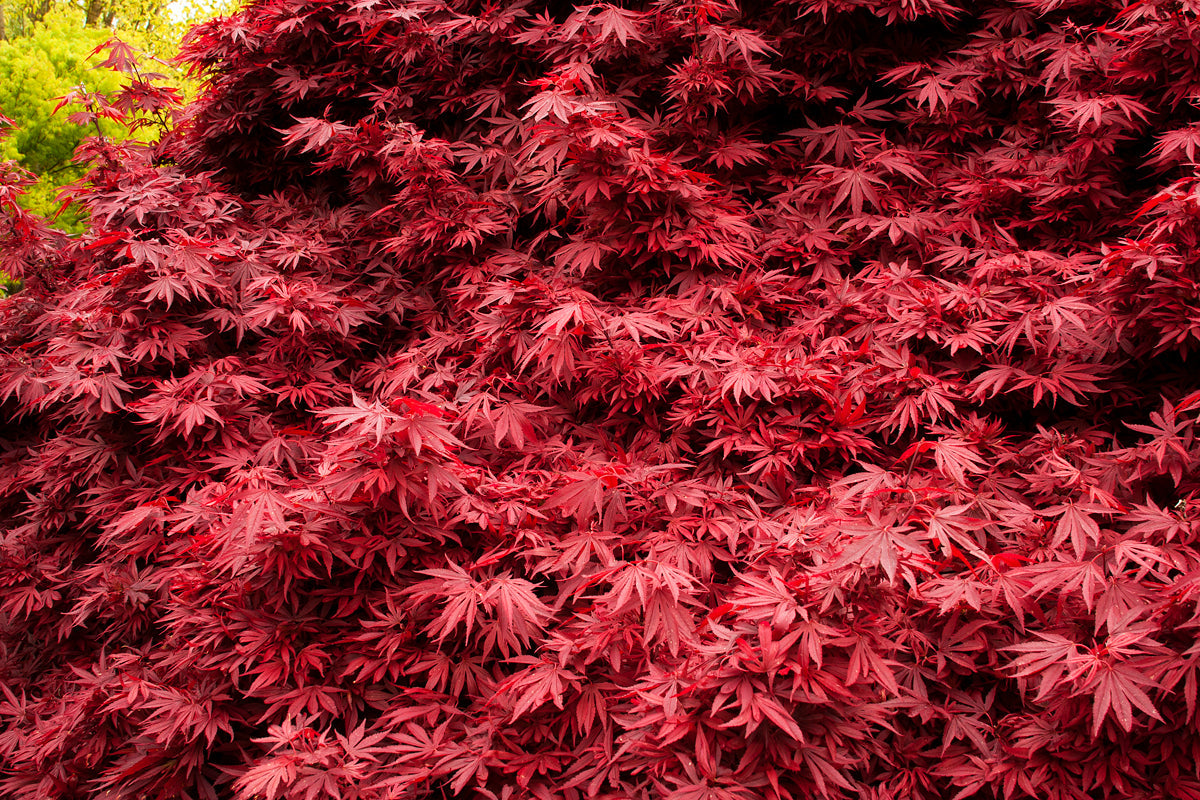 Grand érable japonais Shaina sur tige - Élégance colorée pour votre jardin