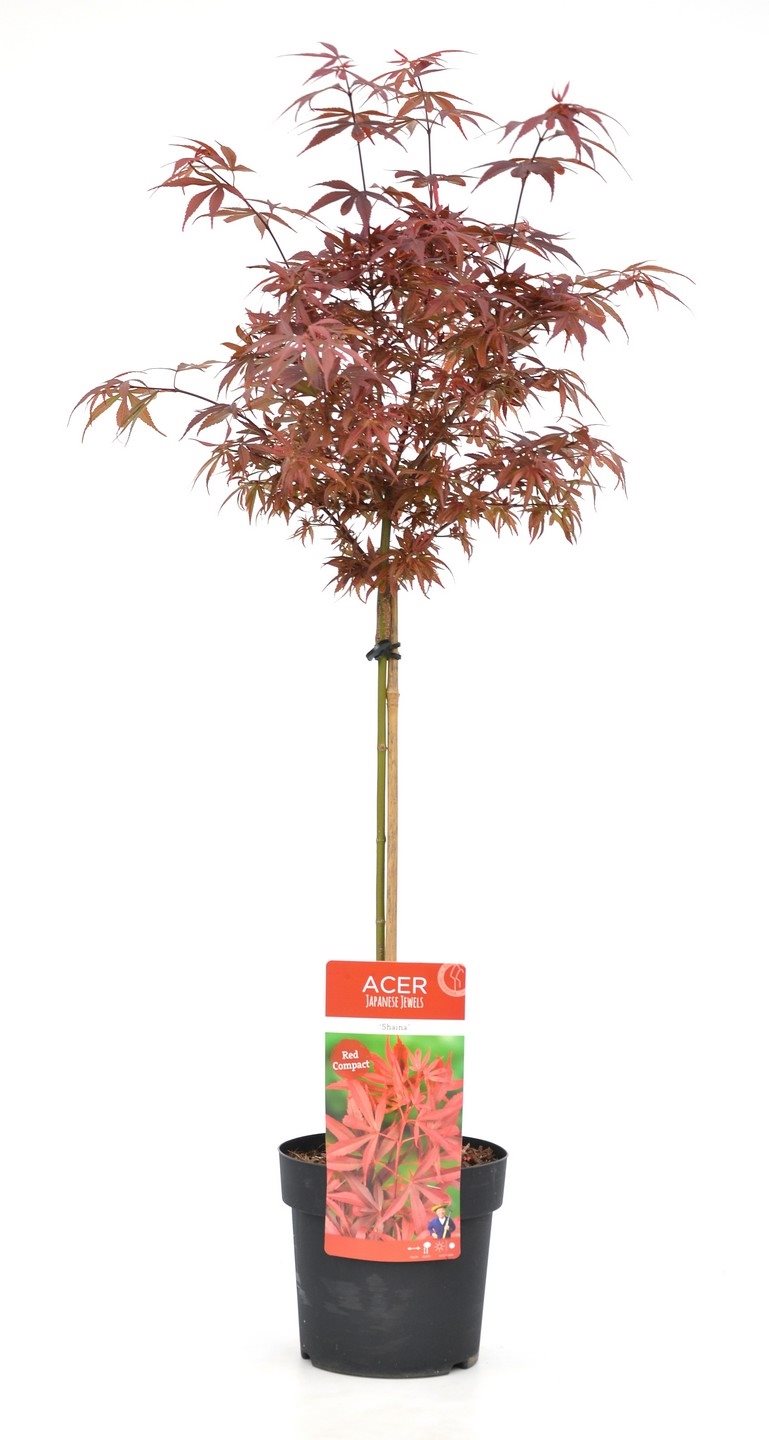 Grand érable japonais Shaina sur tige - Élégance colorée pour votre jardin