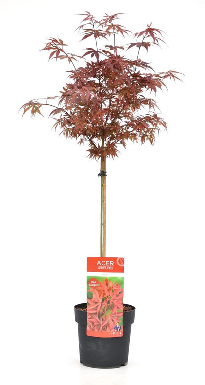 Grand érable japonais Shaina sur tige - Élégance colorée pour votre jardin