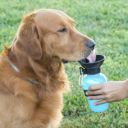 Bouteille Abreuvoir Portable pour Chiens - Hydratation Pratique et Élégante