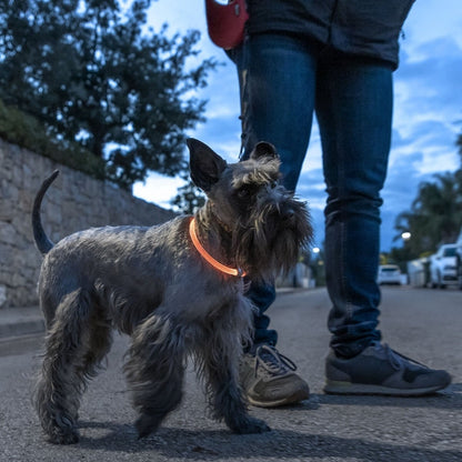 Collier LED lumineux pour animaux - Sécurité maximale et visibilité nocturne