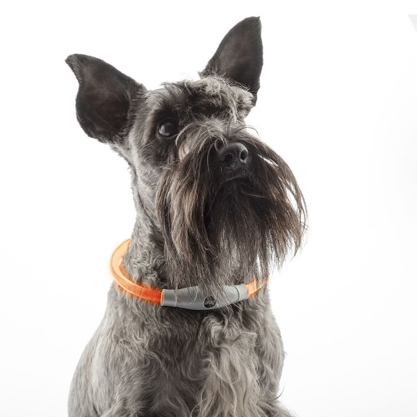 Collier LED lumineux pour animaux - Sécurité maximale et visibilité nocturne