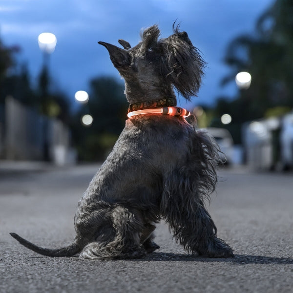 Collier LED lumineux pour animaux - Sécurité maximale et visibilité nocturne