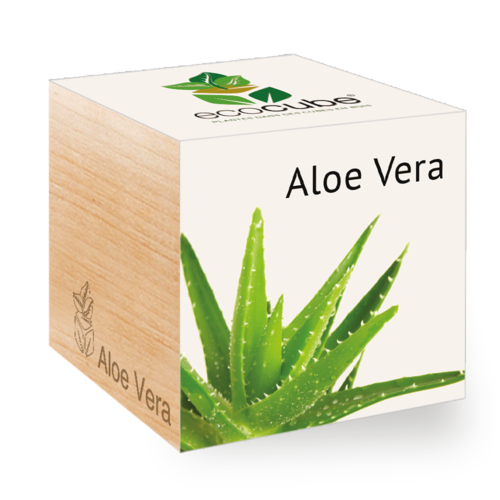 Collection de Plantes Élégantes : Aloe Vera, Tournesol, Basilic et plus