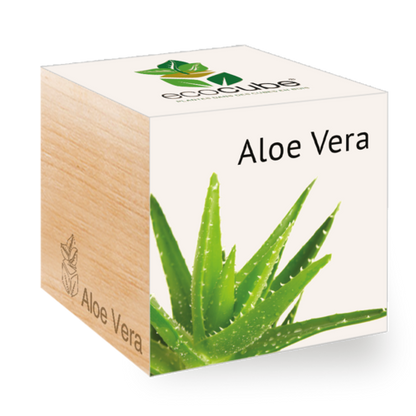 Collection de Plantes Élégantes : Aloe Vera, Tournesol, Basilic et plus