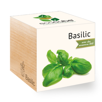 Collection de Plantes Élégantes : Aloe Vera, Tournesol, Basilic et plus