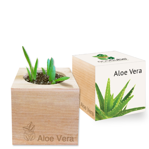 Collection de Plantes Élégantes : Aloe Vera, Tournesol, Basilic et plus